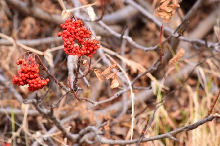 Wild plant mountain vegetation