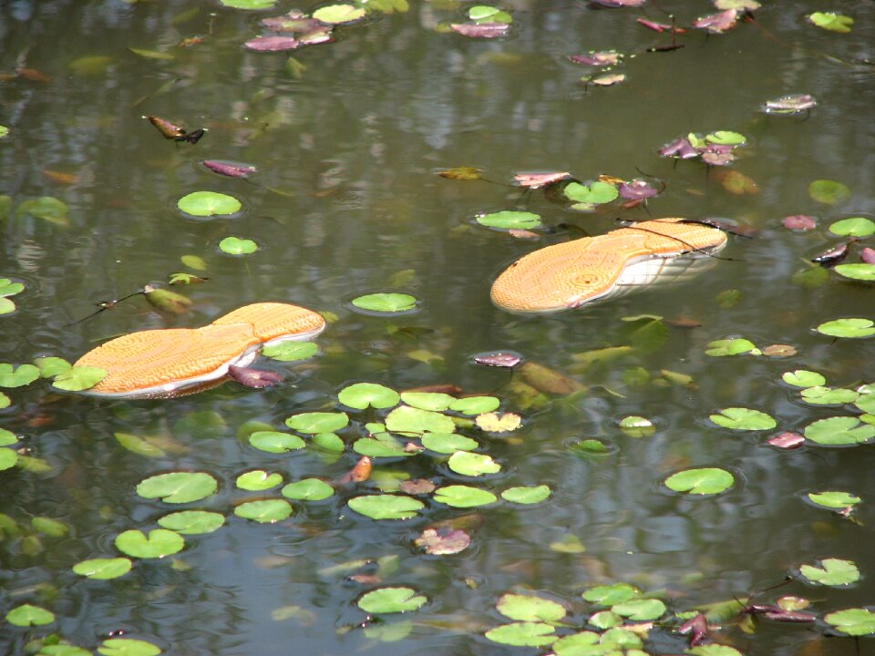 Water sports swim flotsam and jetsam