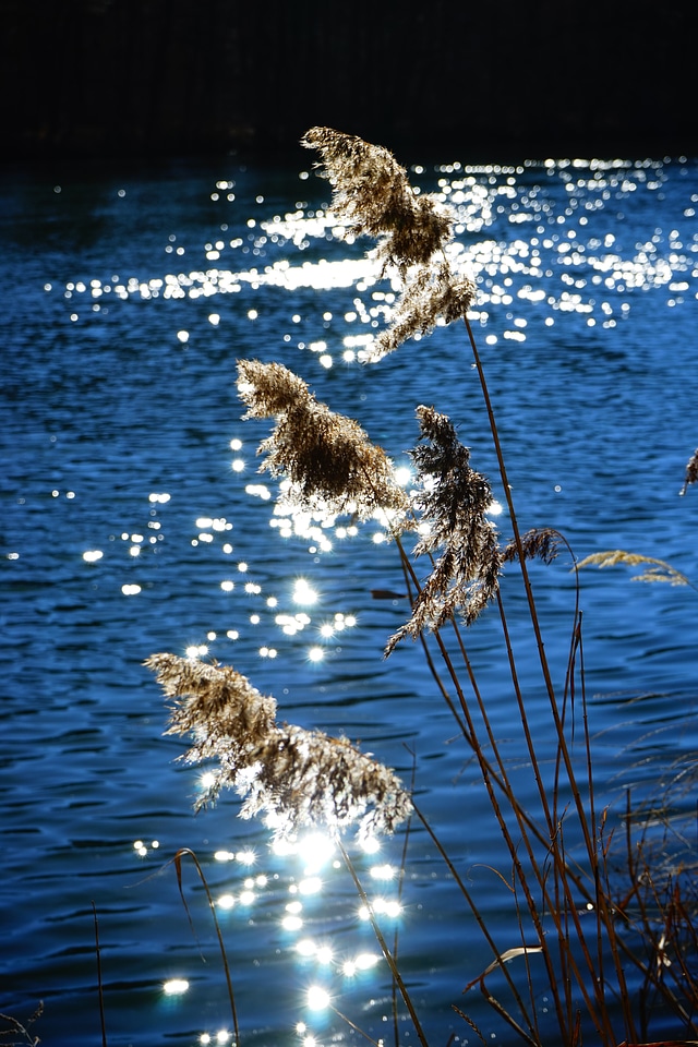 Licorice poaceae river