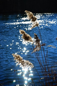 Licorice poaceae river