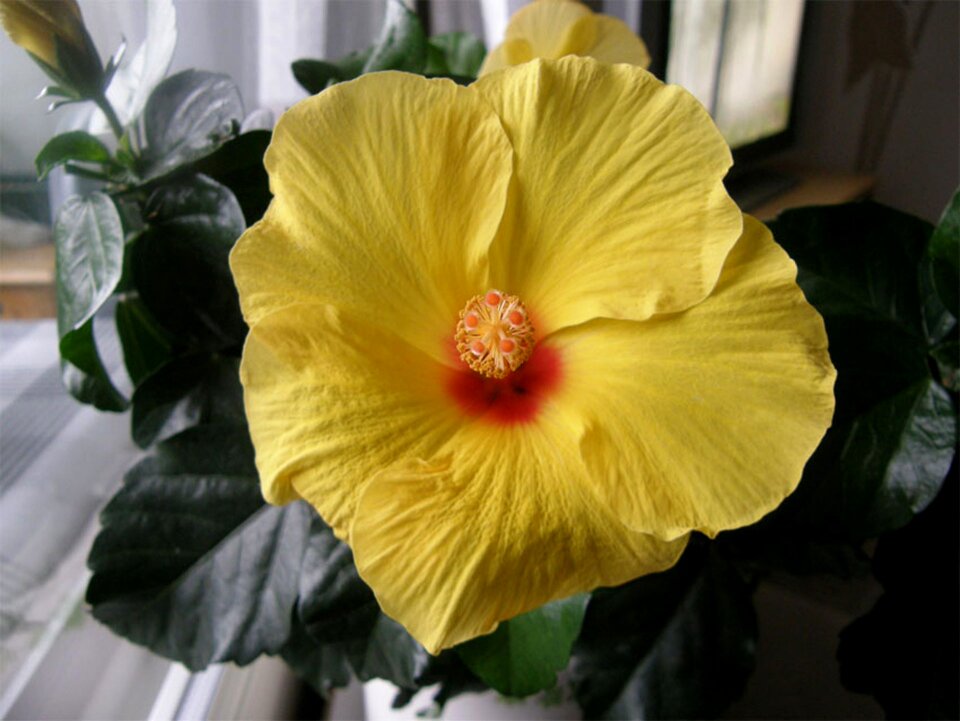 Hibiscus yellow emi