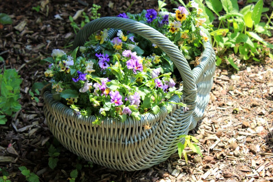 Flowers plant wood