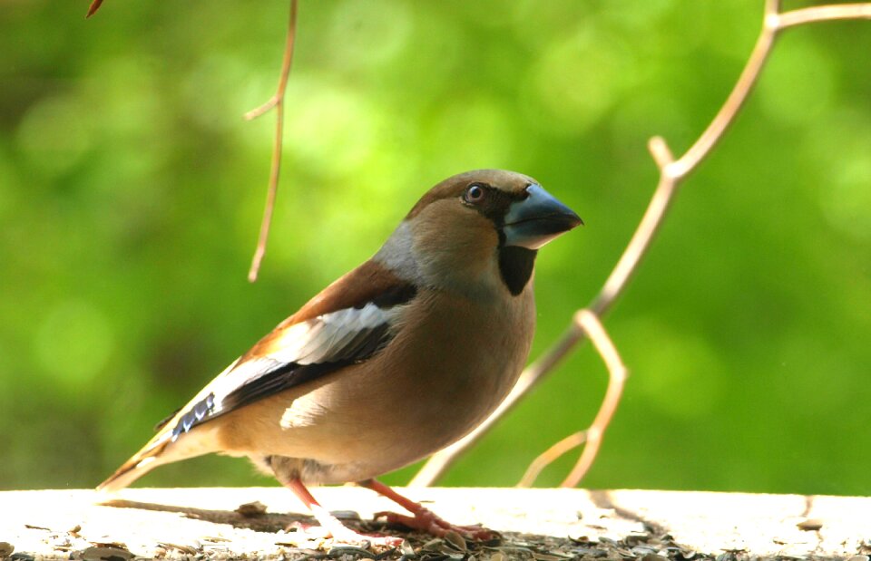 Males animal nature