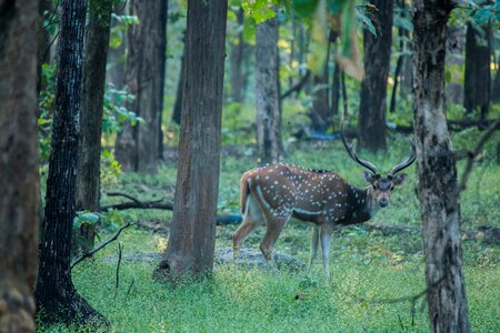 Spotted animal mammal photo