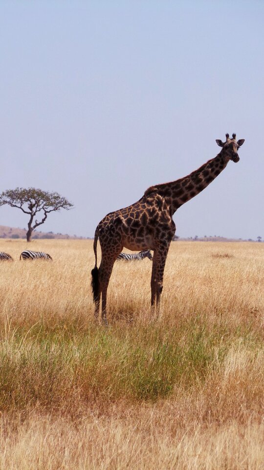 Giraffe africa savannah