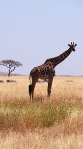 Giraffe africa savannah