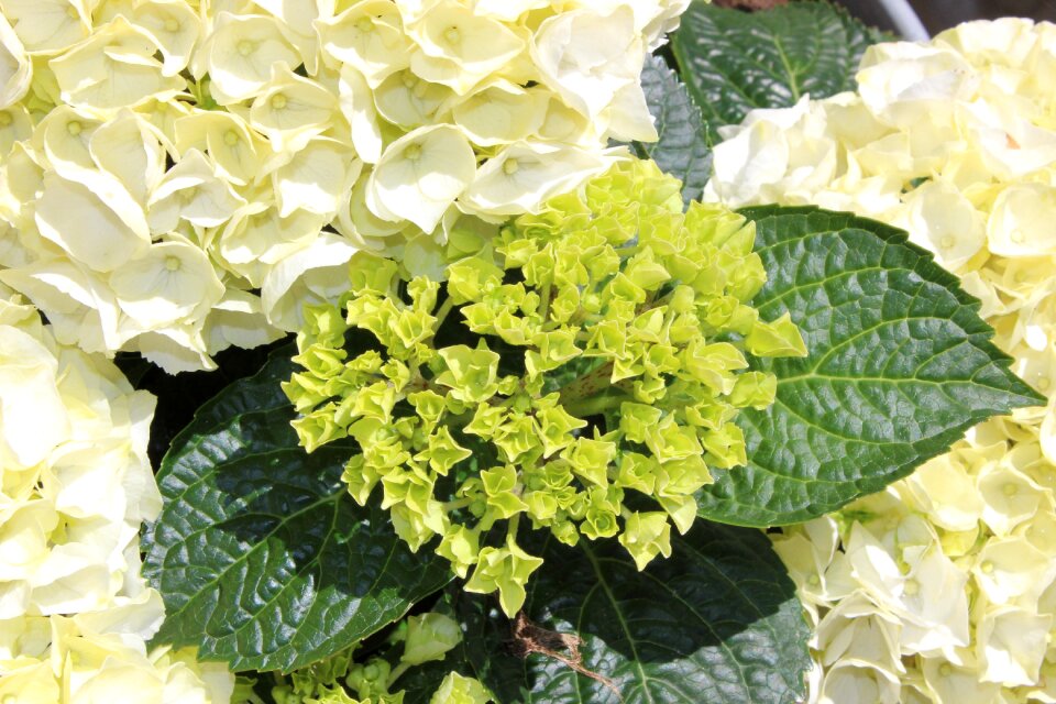 White hydrangea plants sweden