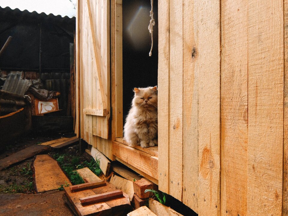 Red-headed cat peach homeless