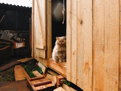 Red-headed cat peach homeless