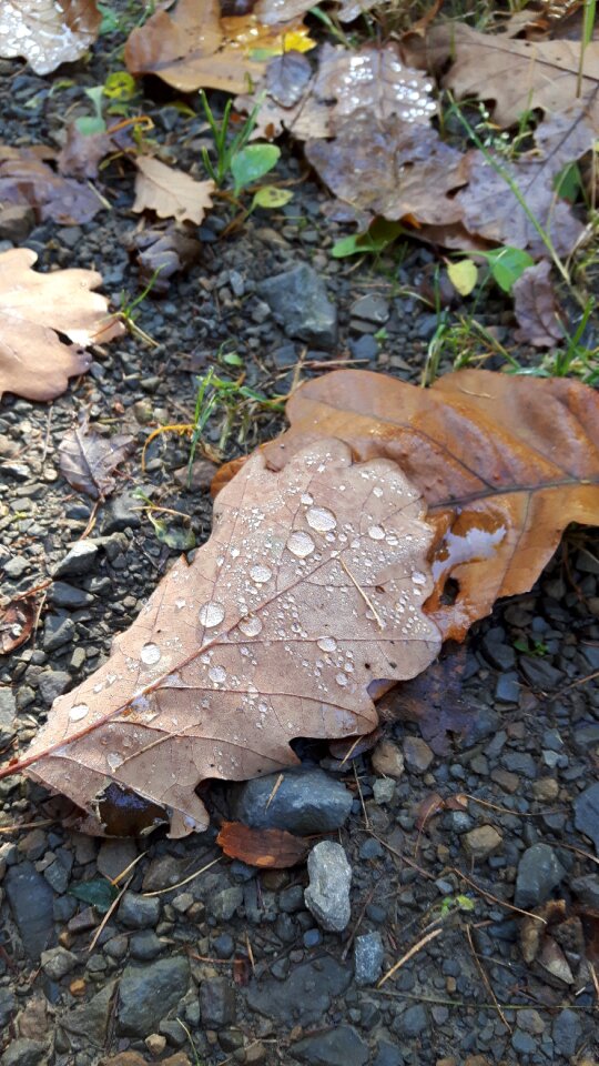 Leaves forest raindrop