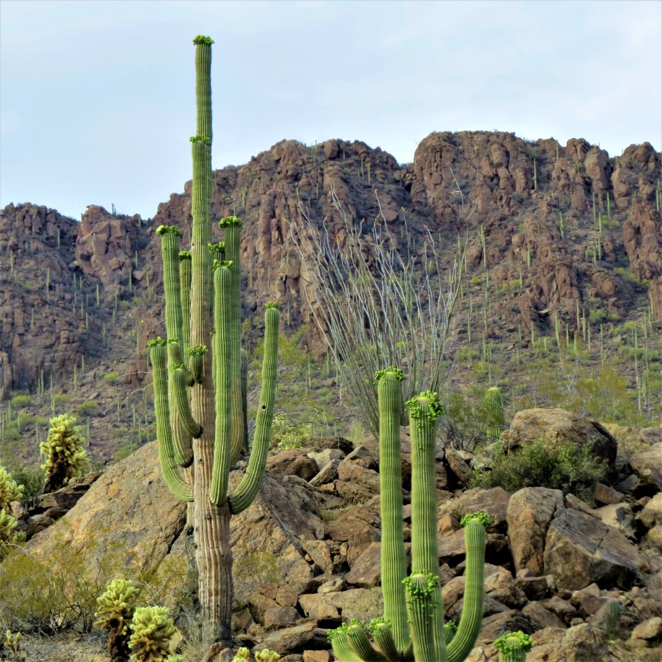 Desert mountain