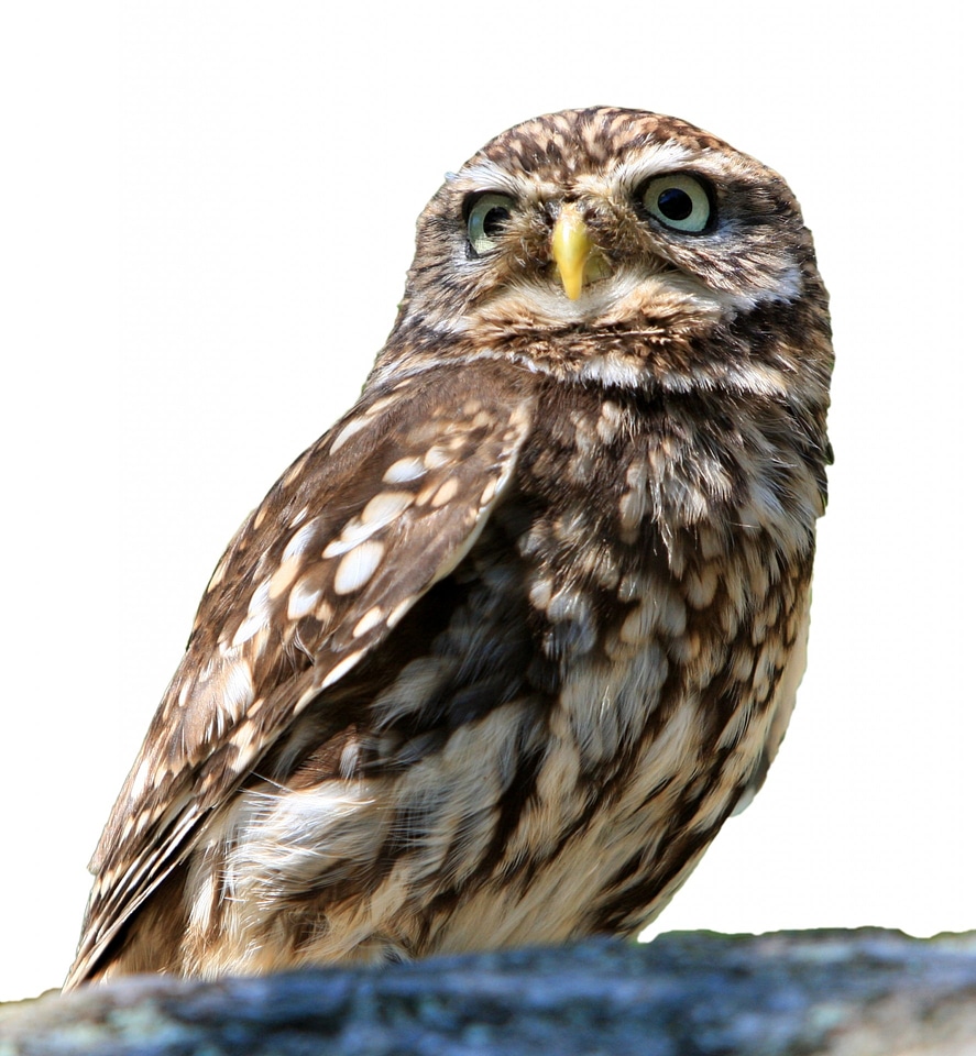 White background little owl