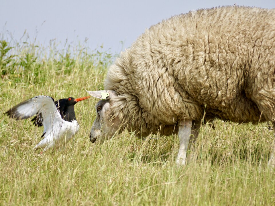 Black and white red beak texel