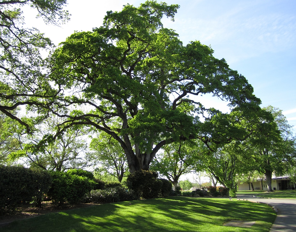 Live oak green landscape
