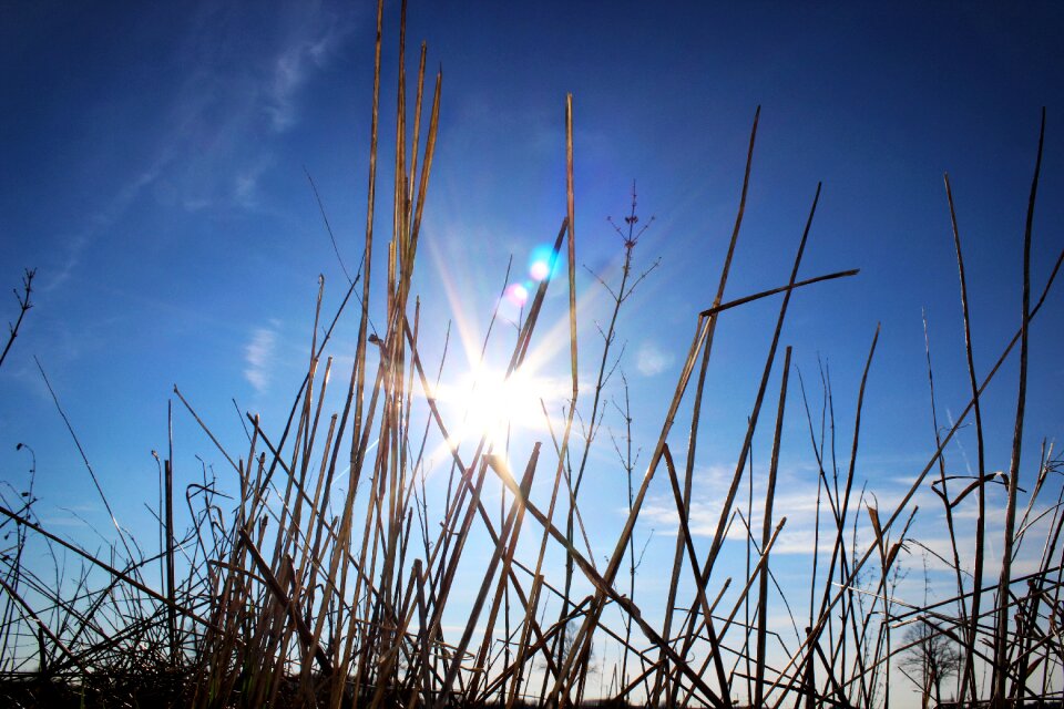 Sunshine sun nature
