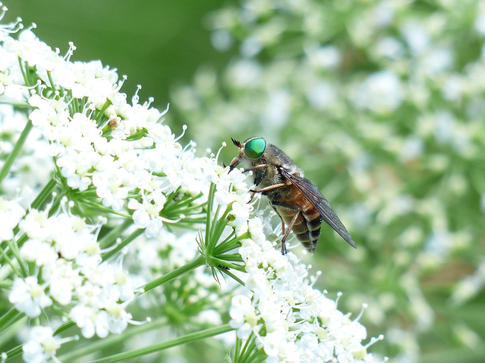Insect tabanus bovinus fly art