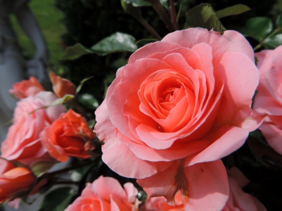 Blossom bloom plant