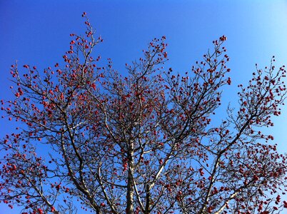Crown sky spring
