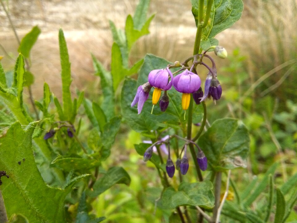 Flowers green nature