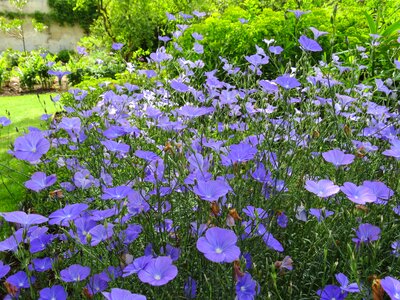 English summer floral