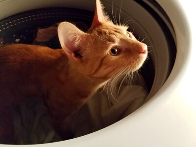 Looking cute feline