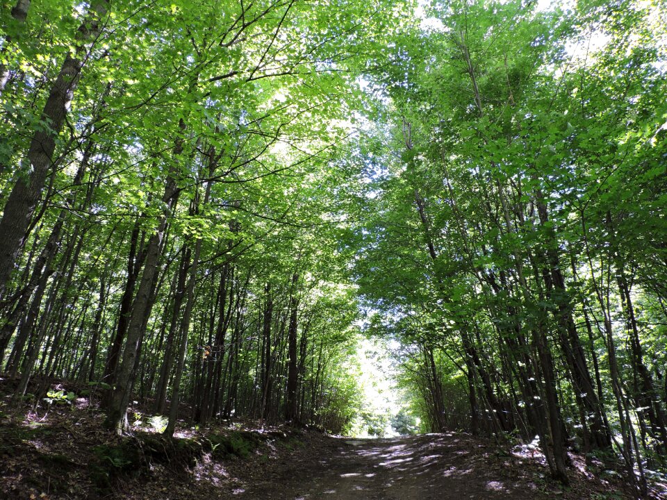 Forest summer wood