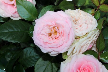 Garden summer pink rose photo