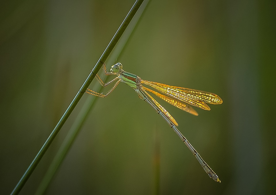 Animal nature wing