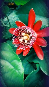 Passion flower linda vibrant red