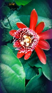 Passion flower linda vibrant red photo