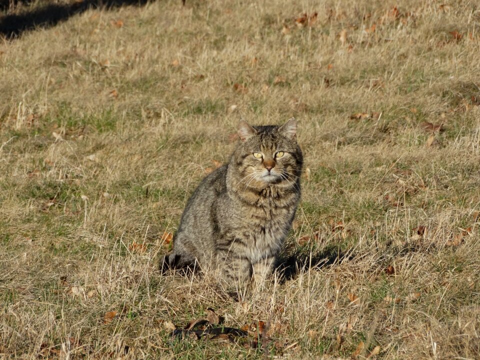 Kitten sitting cat on the grass