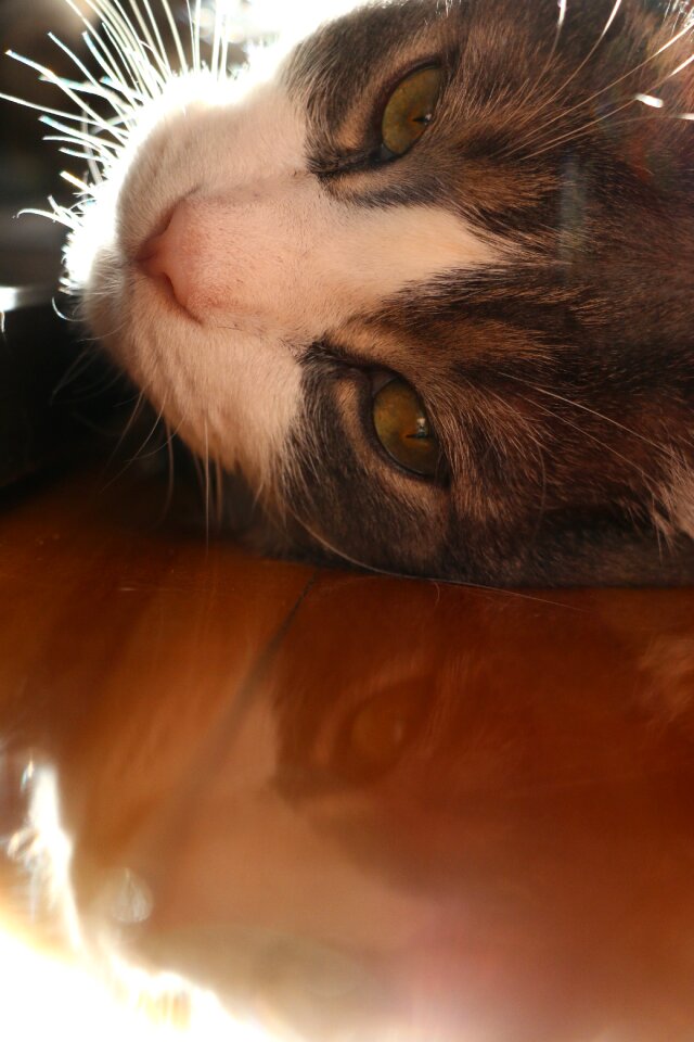Whisker domestic paw