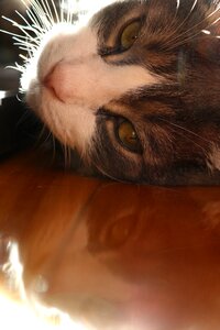 Whisker domestic paw