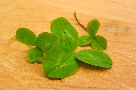 Shamrock green foliage