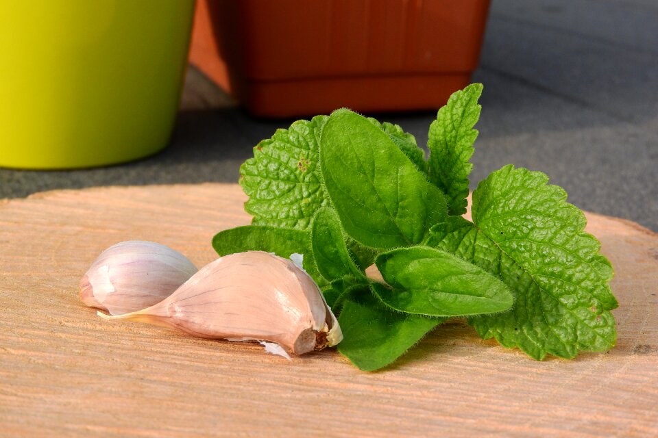 Herbs health healing