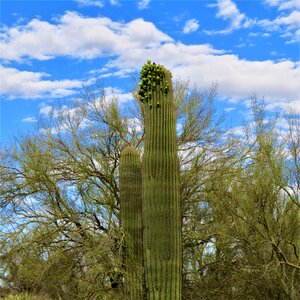 Arizona wilderness