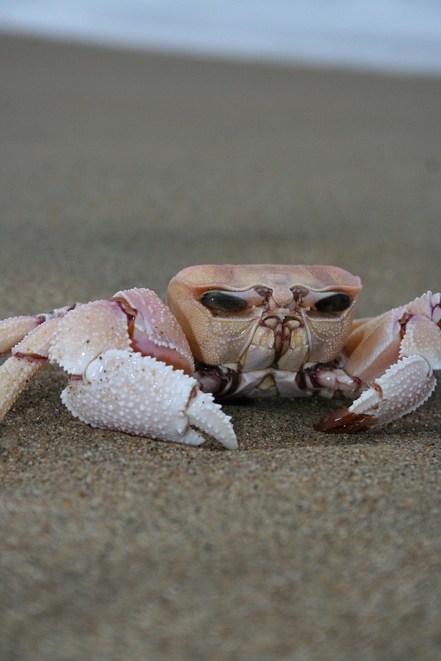 Ocean crustacean marine