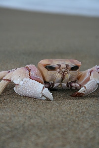 Ocean crustacean marine photo