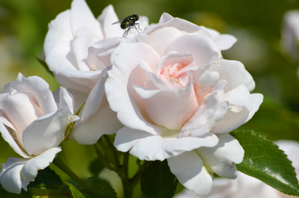Flying flowers nature
