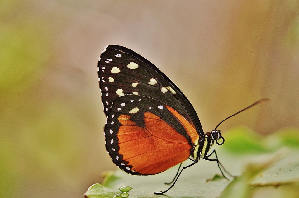 Animal black green