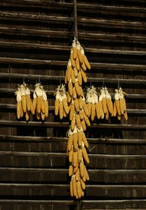 Farm corn cross tyrol