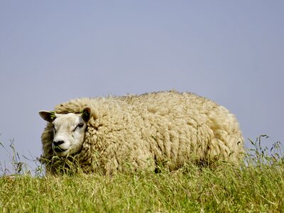 Grass chill out rest