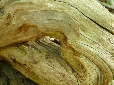 Forest old root log