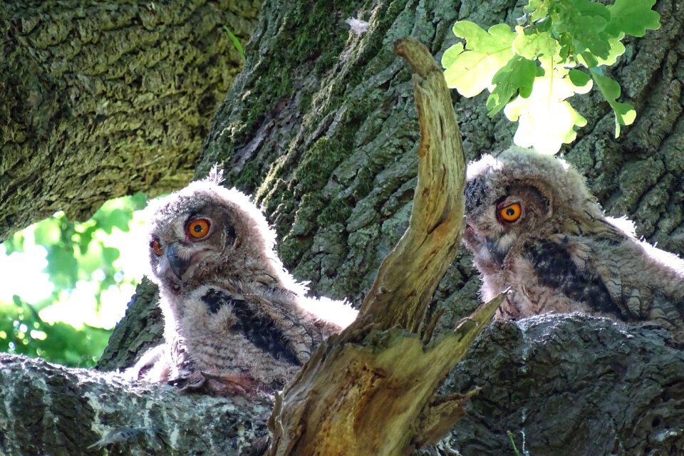 Owl bird of prey young owl