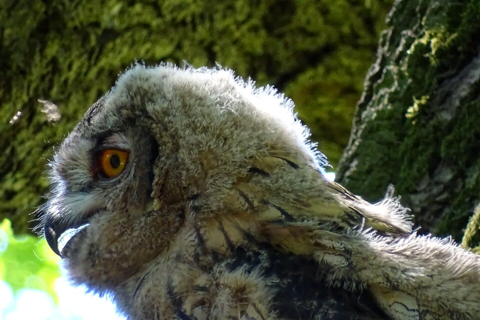 Owl bird of prey young owl