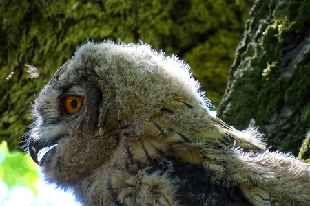 Owl bird of prey young owl