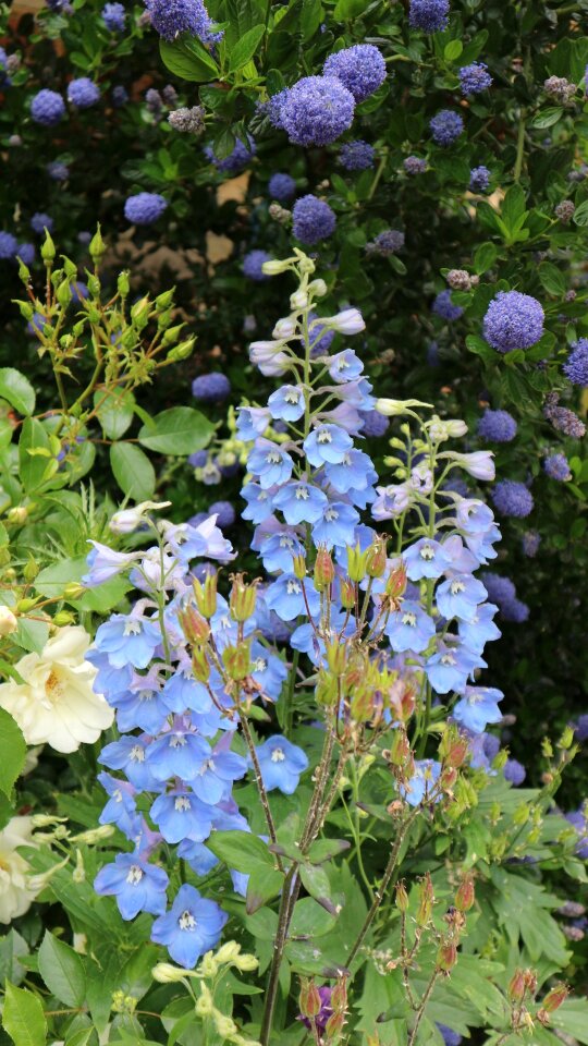 Flowers blue england photo