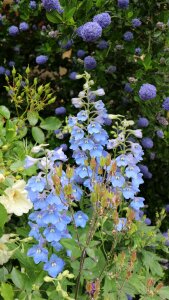 Flowers blue england photo