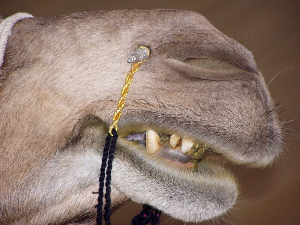 India dromedary desert ship