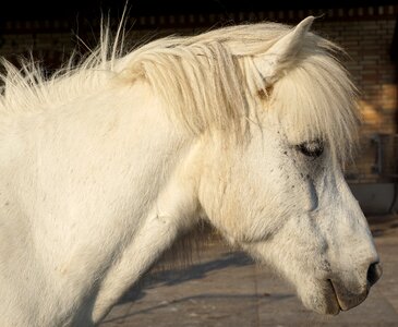 White horse nature horse head photo